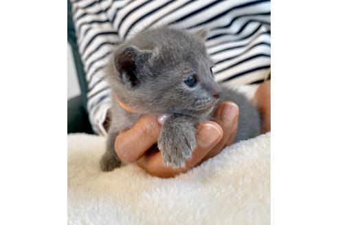 成約済の東京都のロシアンブルー-8766の4枚目