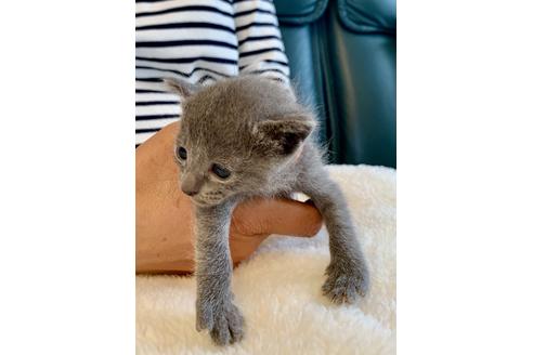 成約済の東京都のロシアンブルー-8766の3枚目