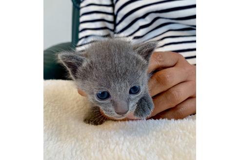 成約済の東京都のロシアンブルー-8766の2枚目