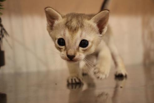 成約済の大阪府のシンガプーラ-8722の4枚目