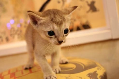 成約済の大阪府のシンガプーラ-8722の3枚目