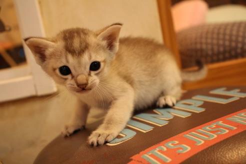 成約済の大阪府のシンガプーラ-8723の2枚目