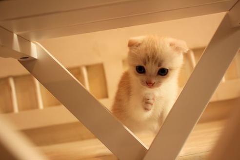 成約済の大阪府のスコティッシュフォールド-8714の4枚目