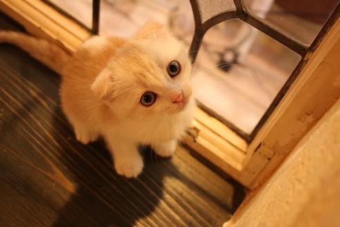 成約済の大阪府のスコティッシュフォールド-8714の3枚目