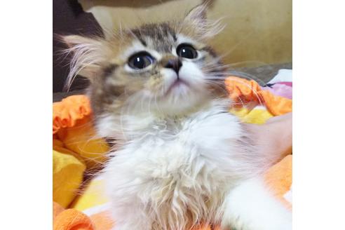 成約済の愛知県のスコティッシュフォールド-8553の5枚目