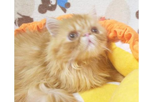 成約済の愛知県のエキゾチックショートヘア-8831の6枚目