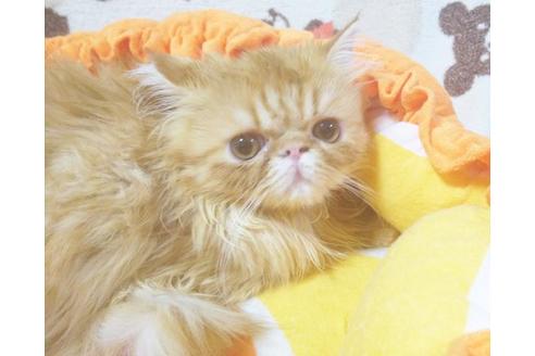 成約済の愛知県のエキゾチックショートヘア-8831の5枚目