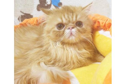 成約済の愛知県のエキゾチックショートヘア-8831の4枚目