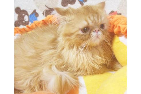 成約済の愛知県のエキゾチックショートヘア-8831の3枚目