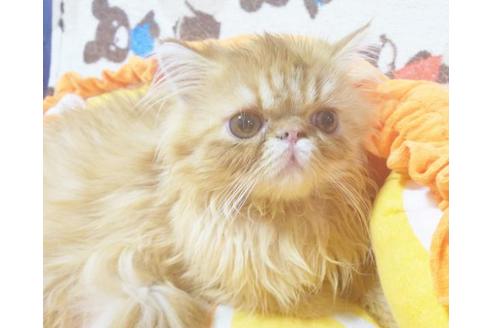 成約済の愛知県のエキゾチックショートヘア-8831の2枚目