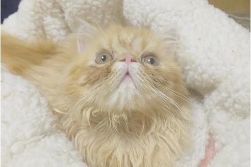 成約済の愛知県のエキゾチックショートヘア-8831の1枚目