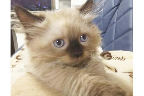 成約済の愛知県のヒマラヤン-8833の6枚目