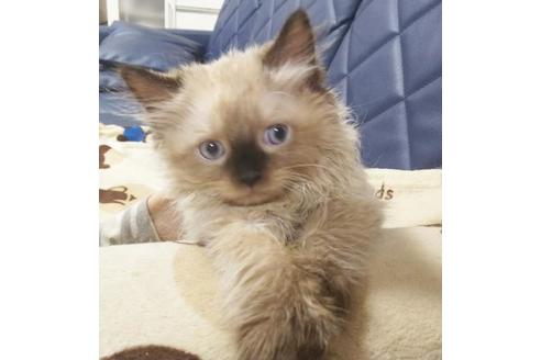 成約済の愛知県のヒマラヤン-8833の5枚目