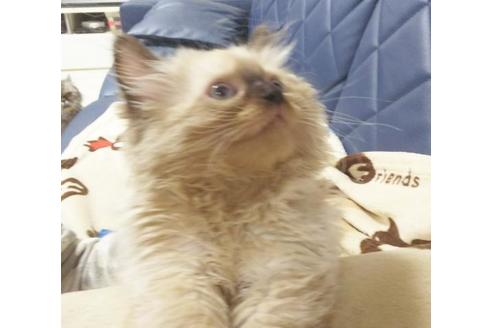 成約済の愛知県のヒマラヤン-8833の4枚目