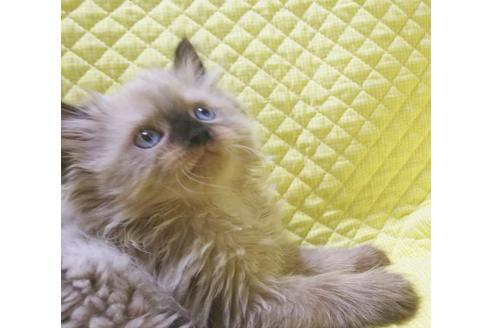 成約済の愛知県のヒマラヤン-8833の3枚目