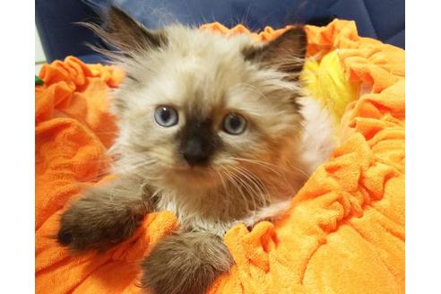 成約済の愛知県のヒマラヤン-8833の2枚目