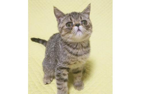 成約済の愛知県のエキゾチックショートヘア-8834の6枚目