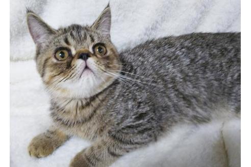 成約済の愛知県のエキゾチックショートヘア-8834の1枚目