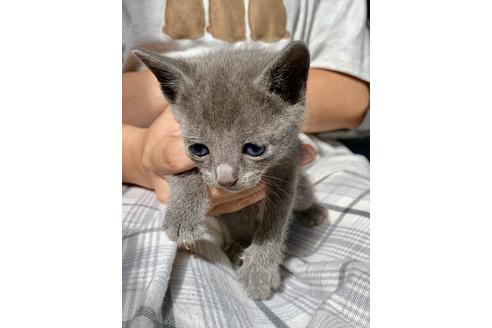 成約済の東京都のロシアンブルー-8764の11枚目