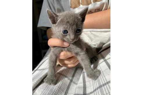 成約済の東京都のロシアンブルー-8763の5枚目