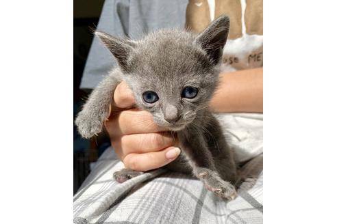 成約済の東京都のロシアンブルー-8765の11枚目