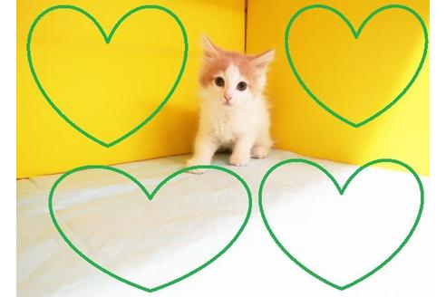 成約済の東京都のノルウェージャンフォレストキャット-8876の2枚目