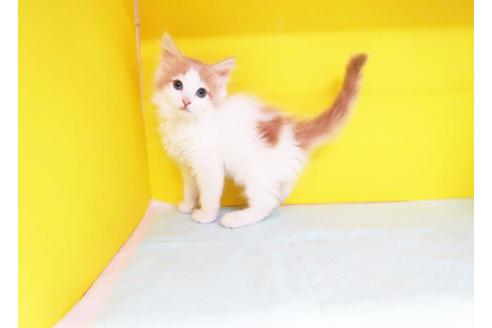 成約済の東京都のノルウェージャンフォレストキャット-8876の1枚目