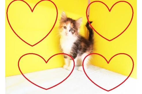 成約済の東京都のノルウェージャンフォレストキャット-8877の2枚目