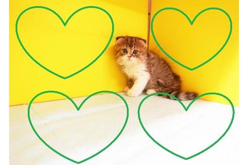 成約済の東京都のスコティッシュフォールド-8878の2枚目