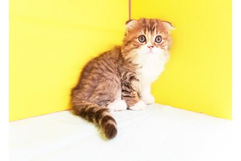 成約済の東京都のスコティッシュフォールド-8878の1枚目