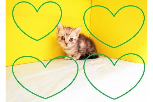 成約済の東京都のアメリカンショートヘア-8880の2枚目