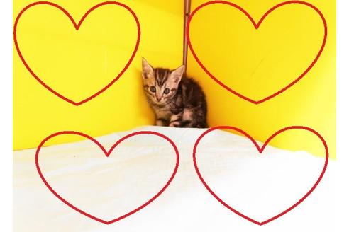 成約済の東京都のアメリカンショートヘア-8881の2枚目