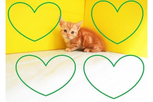 成約済の東京都のマンチカン-8882の2枚目