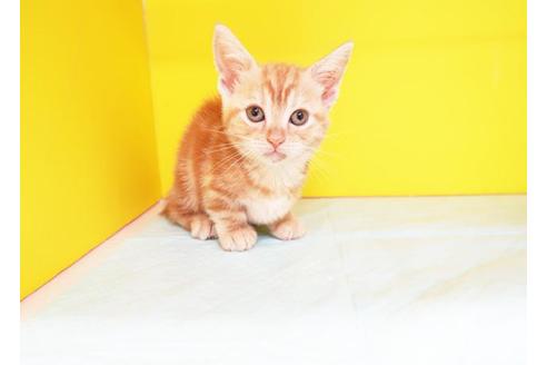 成約済の東京都のマンチカン-8882の1枚目