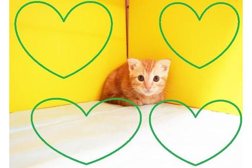 成約済の東京都のマンチカン-8884の2枚目