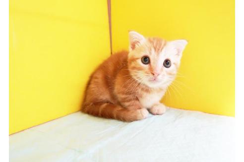 成約済の東京都のマンチカン-8884の1枚目