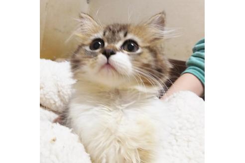 成約済の愛知県のスコティッシュフォールド-8553