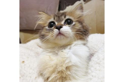 成約済の愛知県のスコティッシュフォールド-8553の4枚目