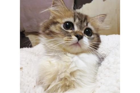 成約済の愛知県のスコティッシュフォールド-8553の3枚目