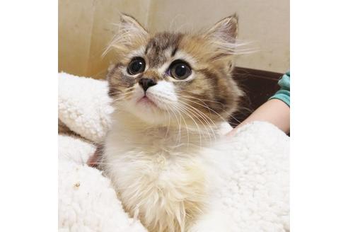 成約済の愛知県のスコティッシュフォールド-8553の2枚目