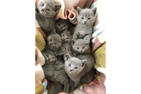 静岡県のシャルトリュー 男の子 19 09 生まれ ブルー 子猫id 05 子猫ブリーダーナビ