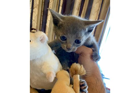 成約済の東京都のロシアンブルー-8765の10枚目