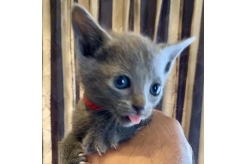 成約済の東京都のロシアンブルー-8765の9枚目