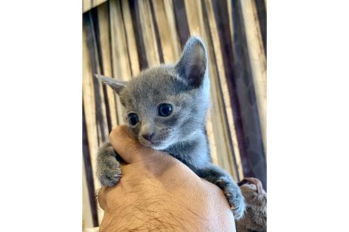 成約済の東京都のロシアンブルー-8763の4枚目