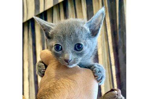 成約済の東京都のロシアンブルー-8763の3枚目