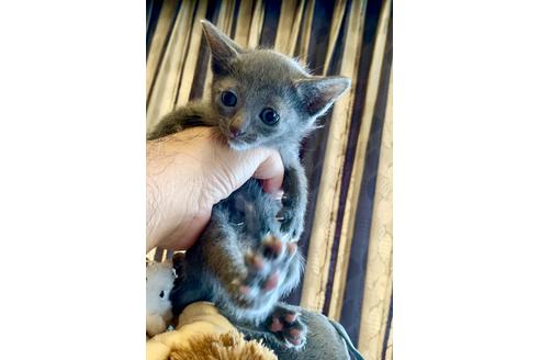 成約済の東京都のロシアンブルー-8764の10枚目