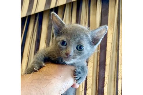 成約済の東京都のロシアンブルー-8764の9枚目