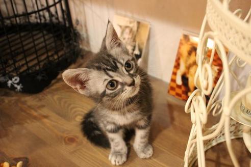 成約済の大阪府のアメリカンショートヘア-8187の3枚目