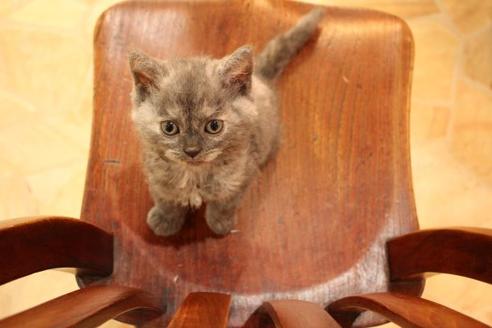 成約済の大阪府のセルカークレックス-8716の5枚目