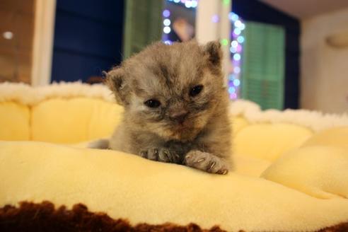 成約済の大阪府のセルカークレックス-8716の4枚目